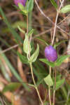 Catesby's gentian